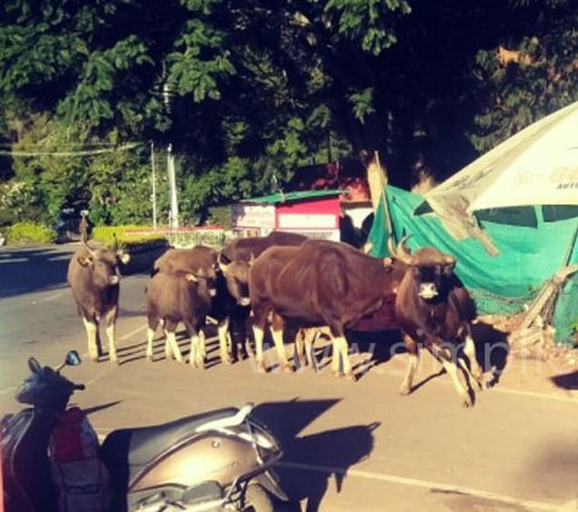 Bison herd in Coonoor