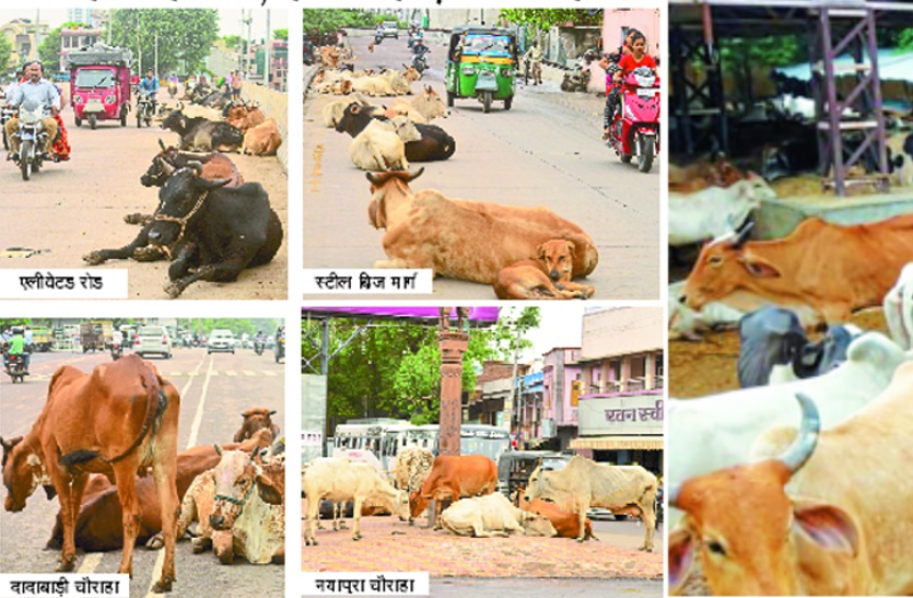 Stray cattle Terror