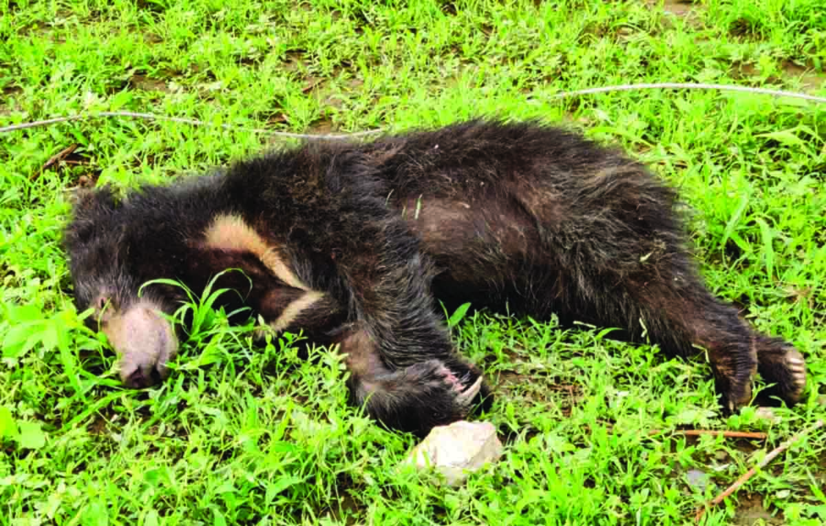 Bear dies due to current in Nathdwara