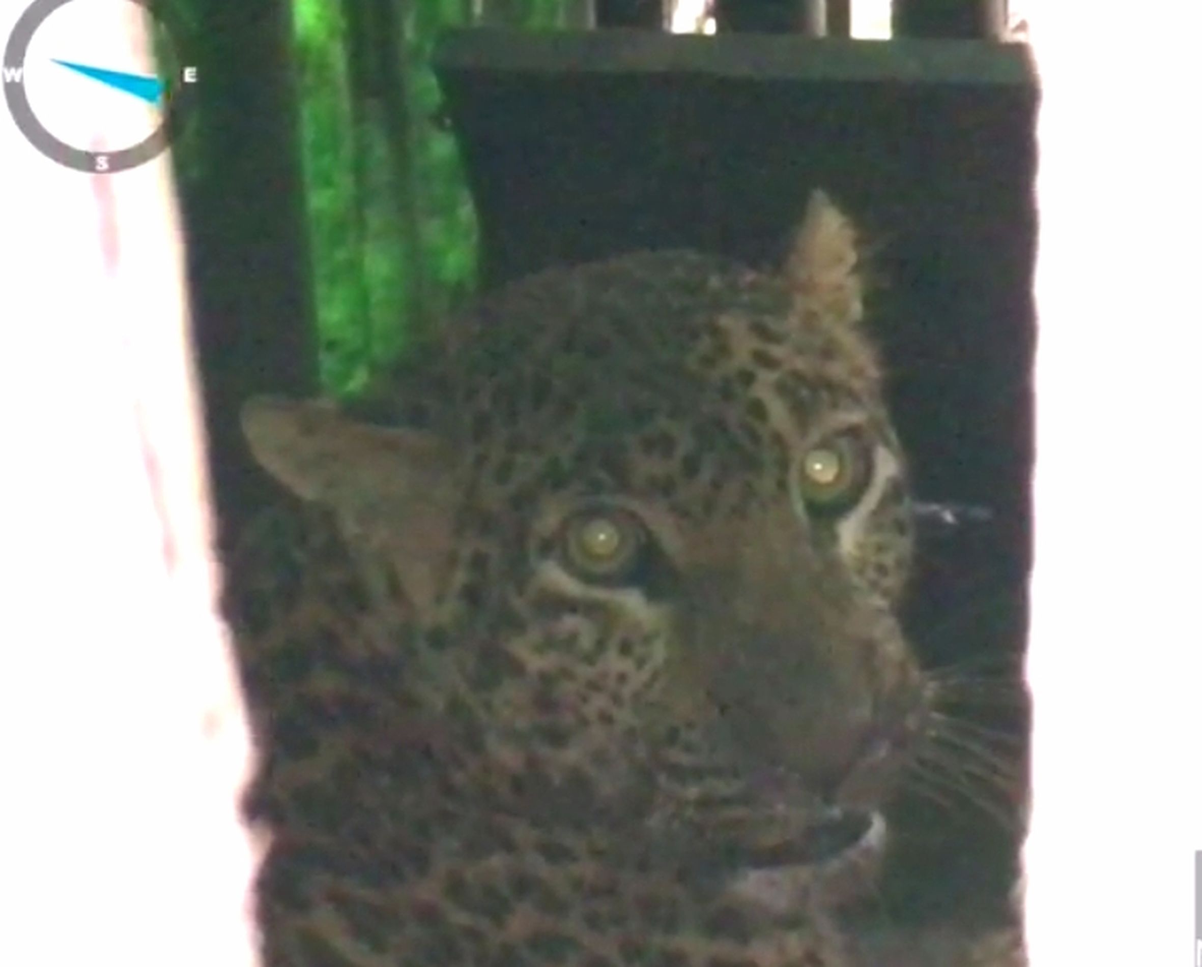 Leopard caught in a cage