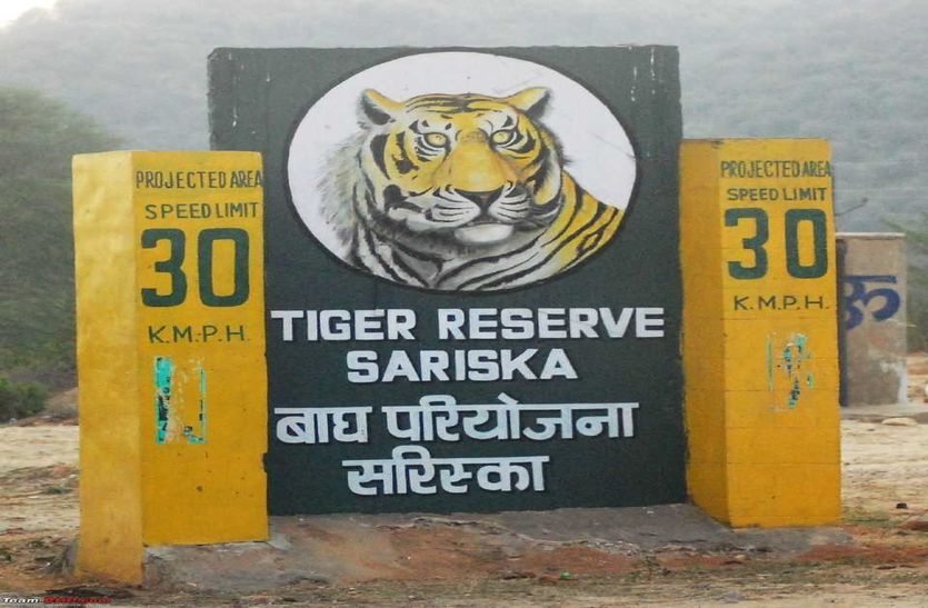 Sariska Tiger Reserve Ranking Down In Tiger Reserve Report 2018