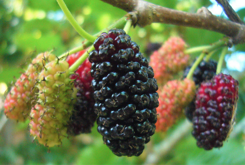 mulberry-is-beneficial-for-many-diseases