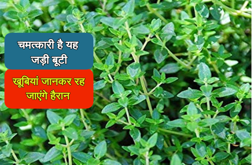 health benefits of thyme herb