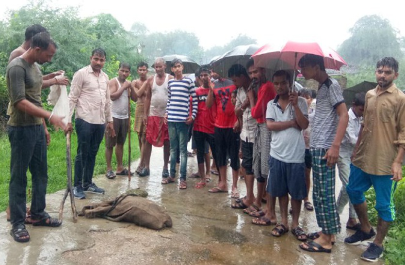 खाट पर सो रहा युवक की बगल में आ बैठा 4 फीट लंबा मगरमच्छ, आंख खुली तो कांप उठा कलेजा…