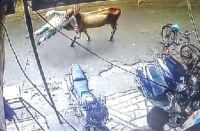 Nasirabaad- The bull hit the old man on the ground