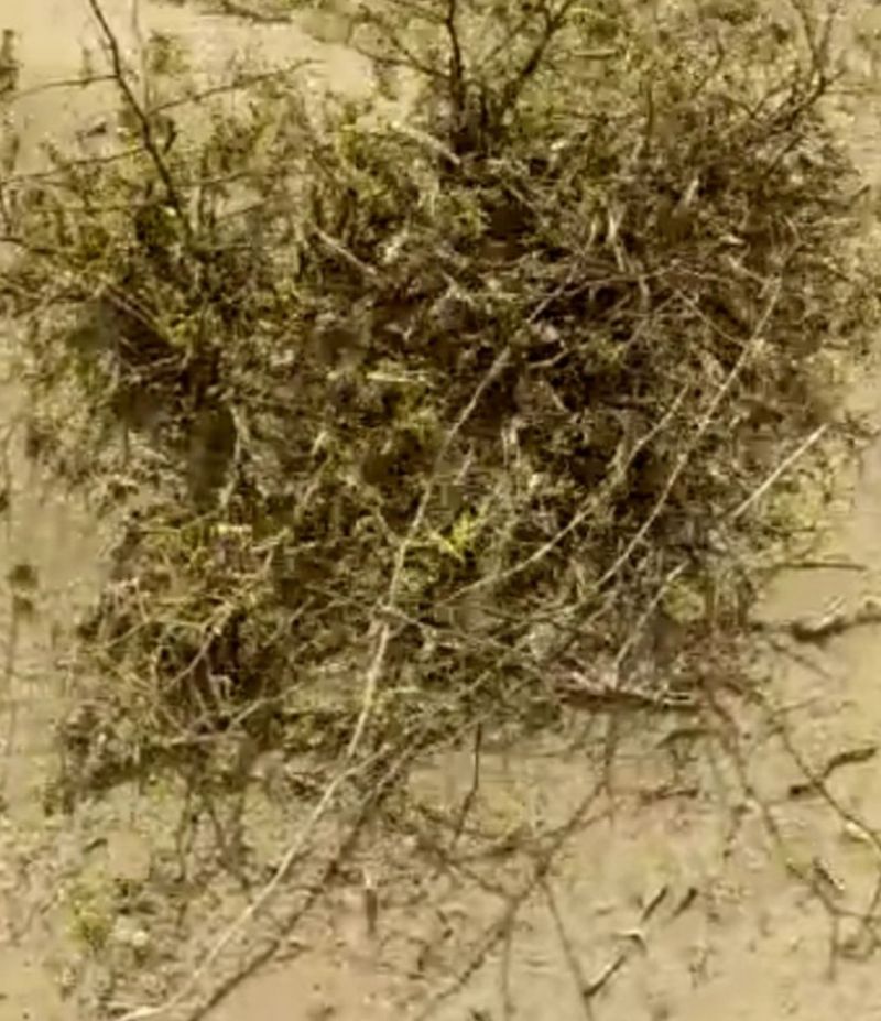 tiddi in border area