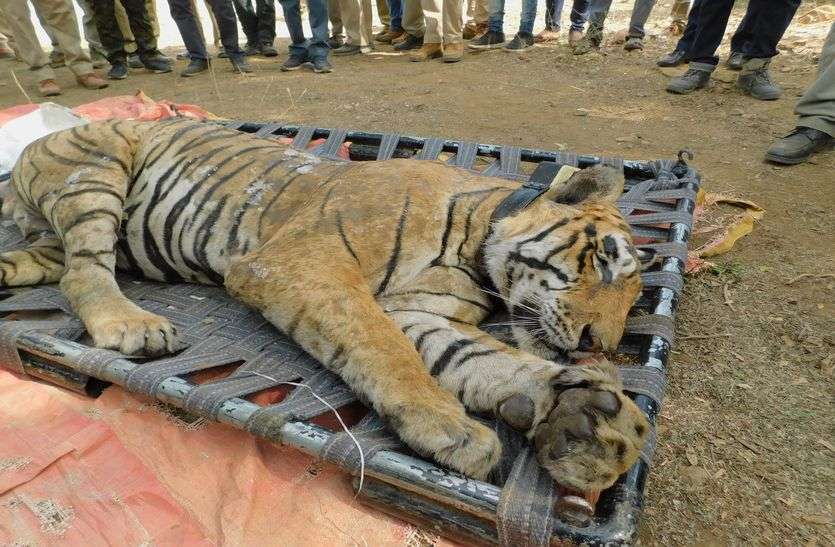 Sariska National Park : Reason Of Tigers Death In Sariska