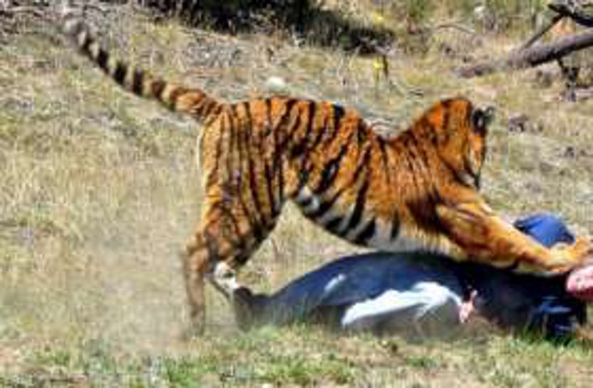 tiger attack man in village jungle
