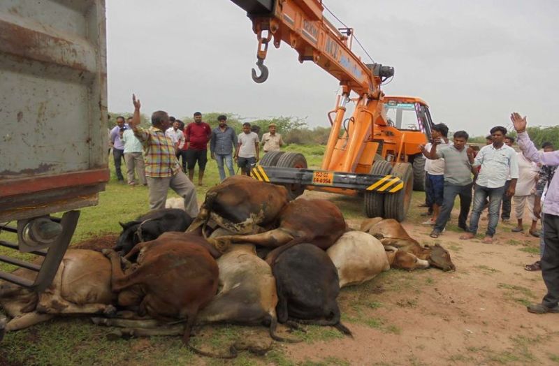 Death of four dozen bovine