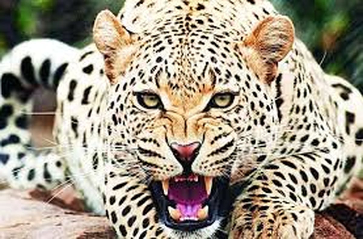 Panther in udaipur
