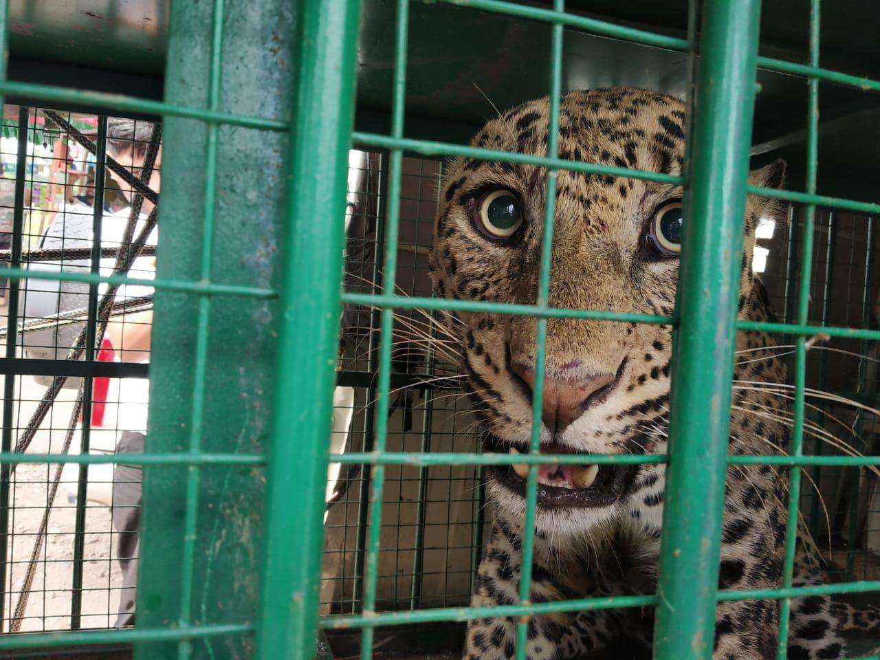 wildlife rescue team