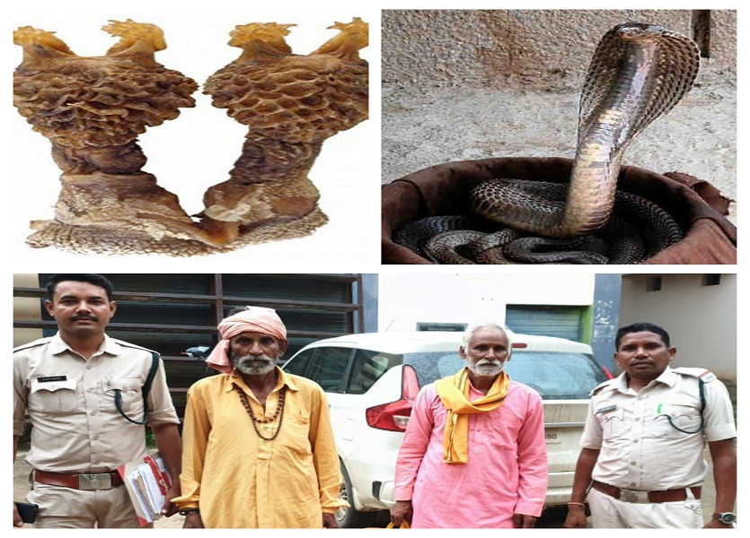 two men arrested with 2 king cobra snake and twelve hatha joda