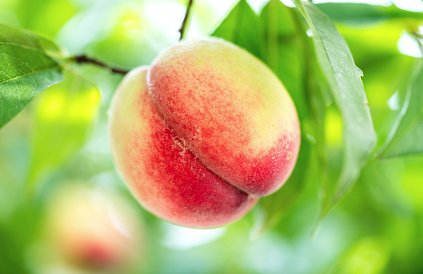 peach