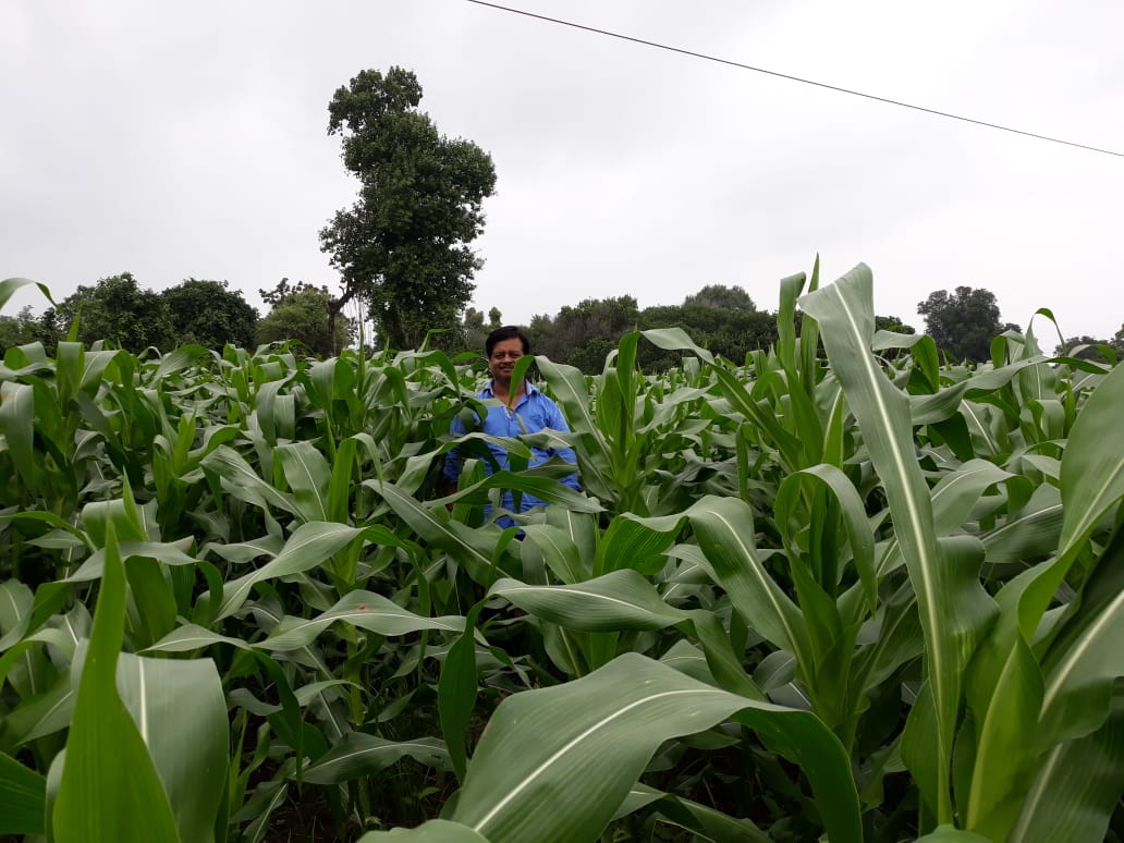American sweet corn will be cultivated in Hoshangabad
