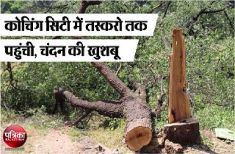 kota news target of smugglers chandan tree theft in kota