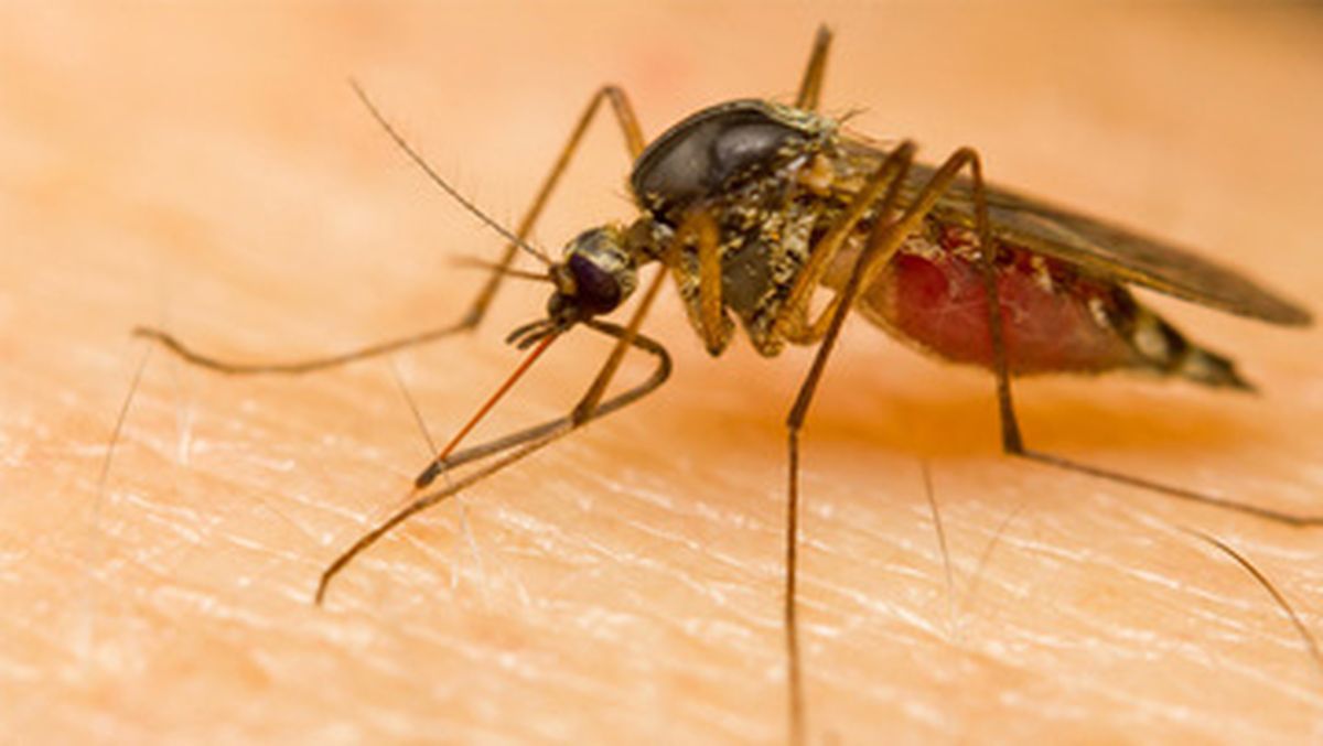 Alert on getting dengue patients, larvae being tested in homes, mosquitoes growing in rainy water