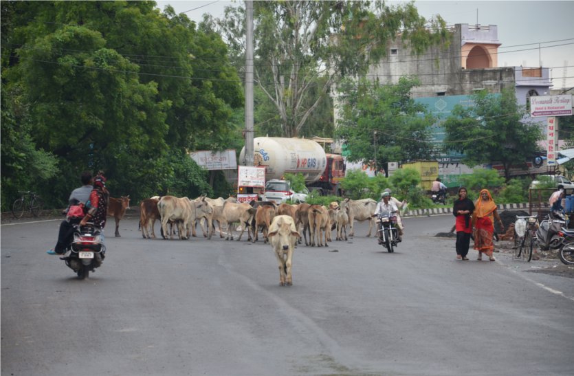 Gathering of cattle on every main street of the city