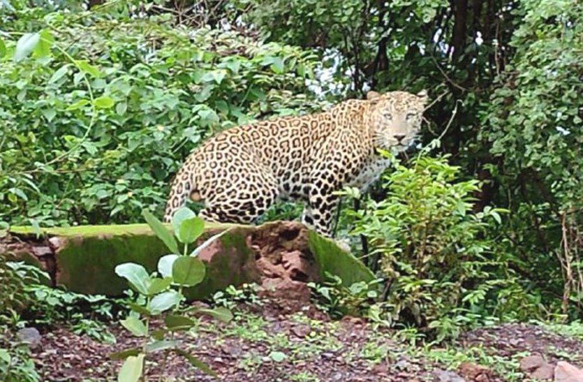 Leopard in Balod