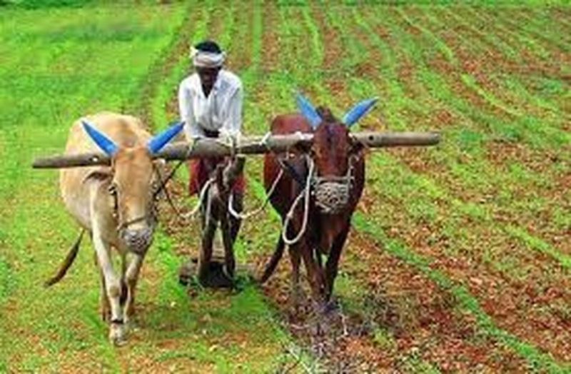 good-rains-benefit-the-crop