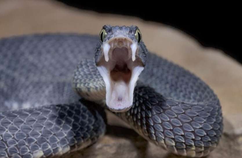 most Dangerous poisonous snakes 