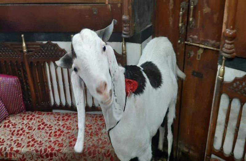 This goat eats milk and jalebi
