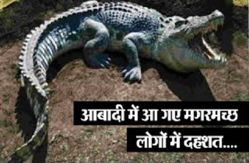 crocodile reached in residential area of kota crocodiles terror