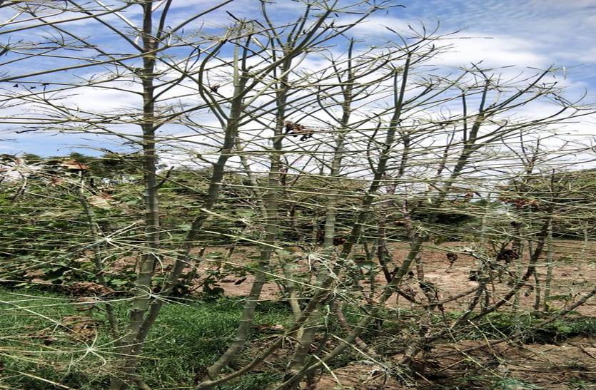 Pests attack crops in Piparcity