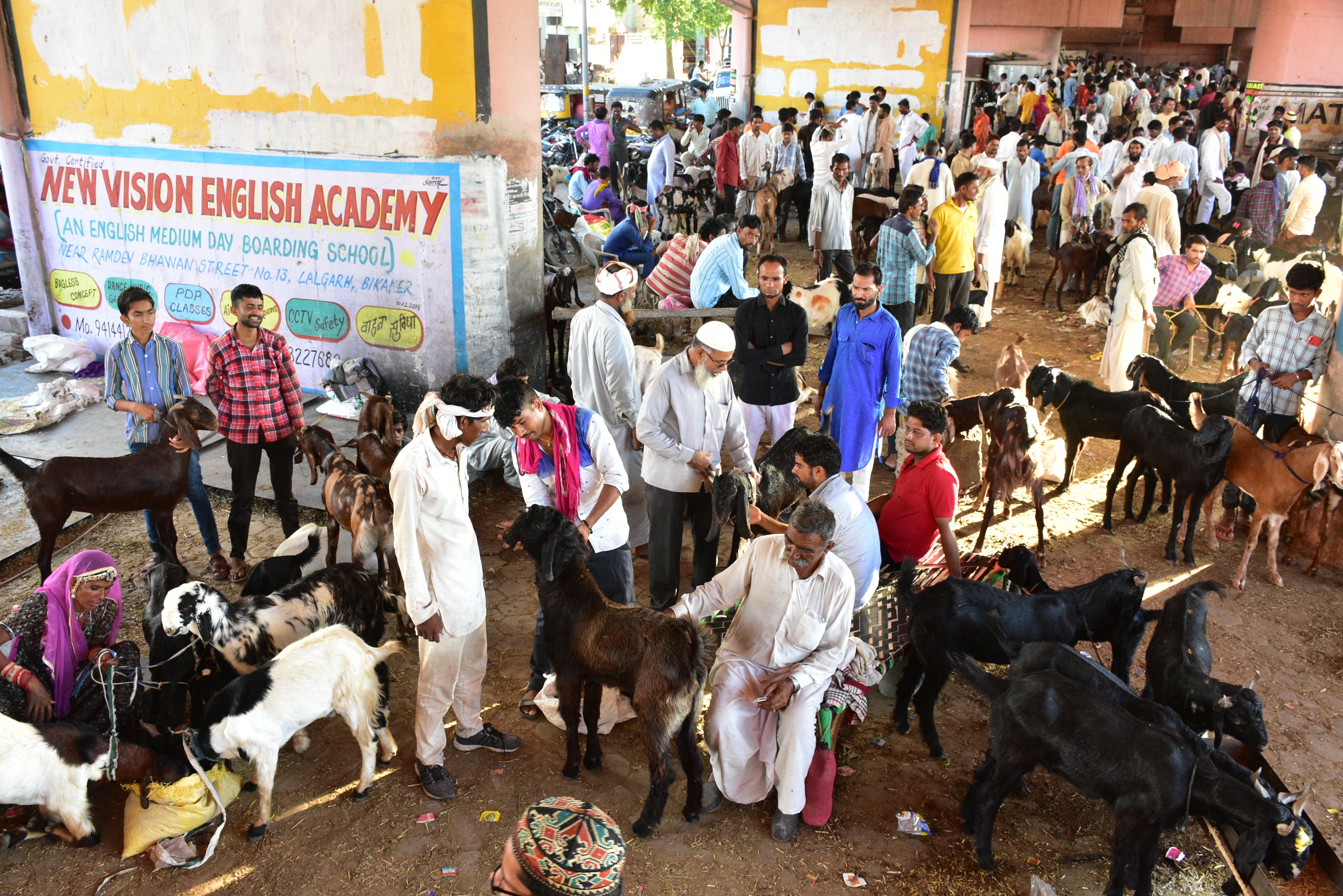 Mumbai rains dropped Bikaner's goats price