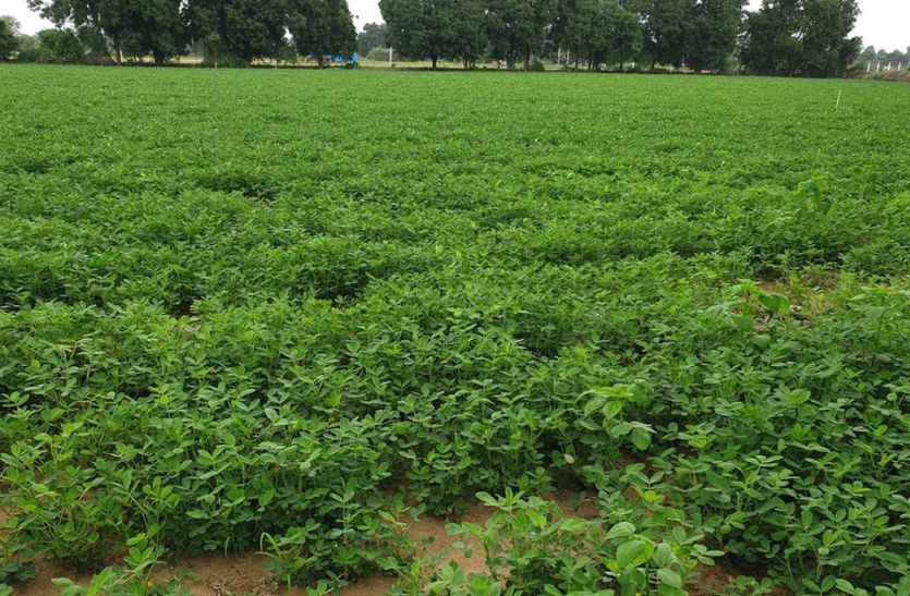 peanut crop in Badgao