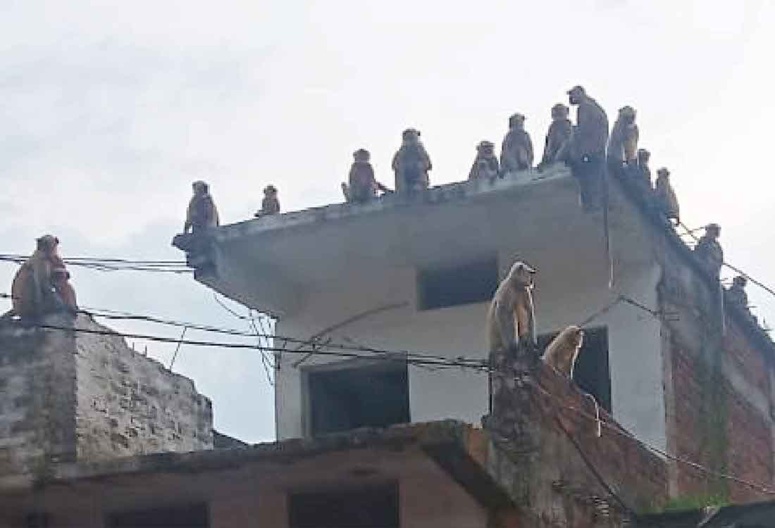 बंदरों के आतंक से परेशान लोग, कच्चे घरों के छप्पर चौपट