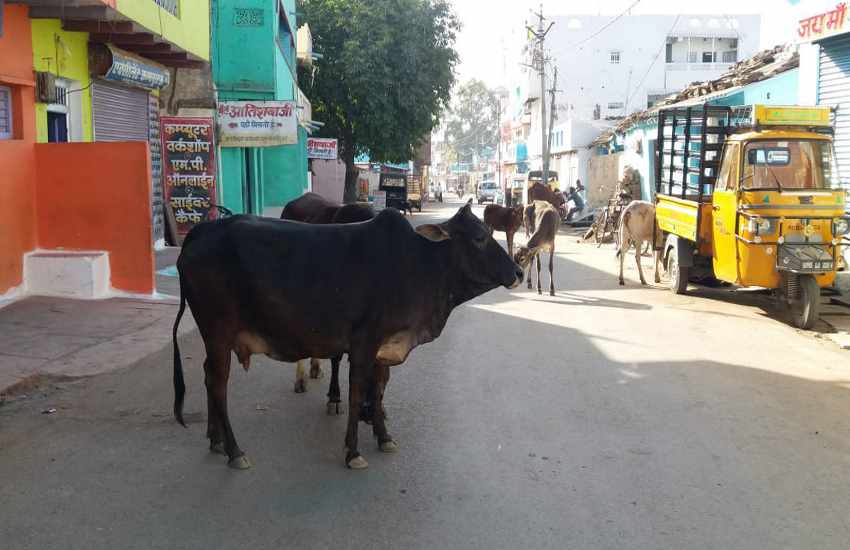 There is a mob of stray cattle on the streets