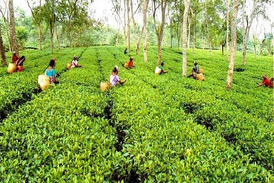 Golden Butterfly Tea Auctioned in record Rs 75,000 for a kg