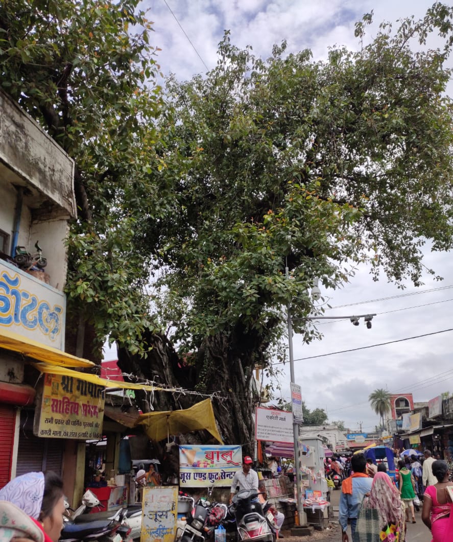 Even today, this vat tree has cherished the memories of patriots