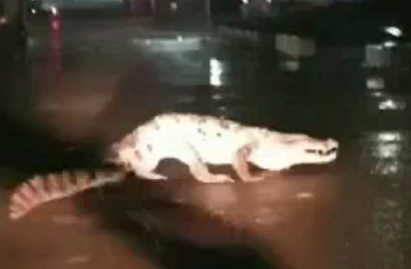 Live video: कोटा में देर रात सड़क पर दौड़ता रहा 6 फीट लंबा मगरमच्छ, वाहन चालकों में मची अफरा-तफरी