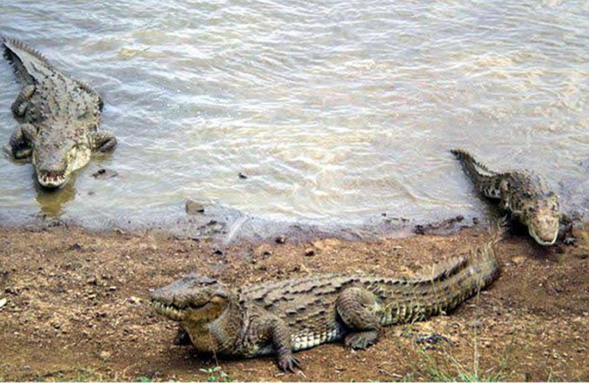  crocodiles Terror in kota