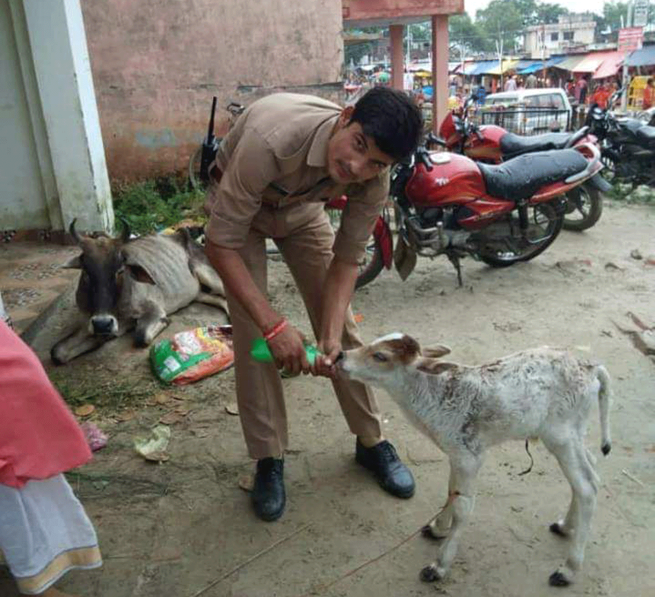 Policeman saved life of a cow's calf In ayodhya