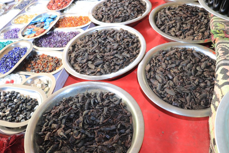 dead scorpions in ajmer
