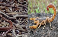 independence day 2019