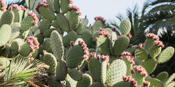cactus benefits