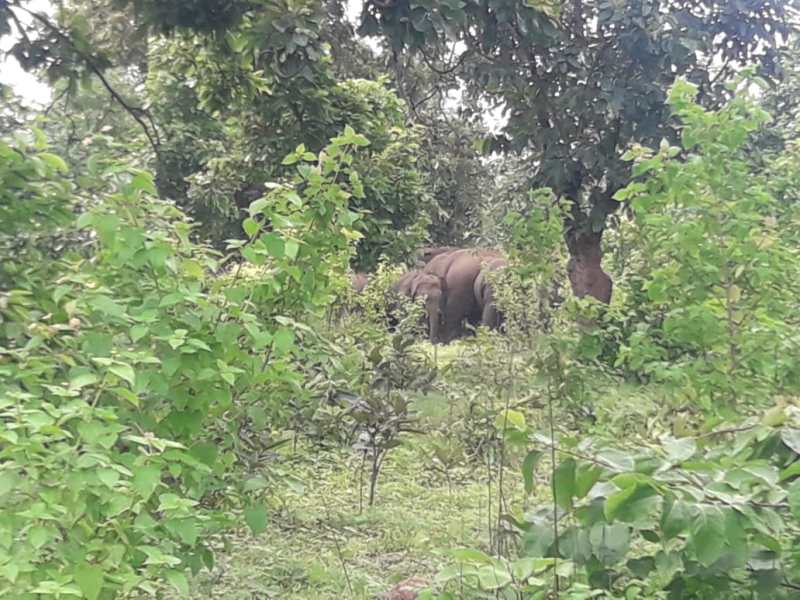 हाथियों के झुंड को जंगल की ओर जाते देख रहे थे ग्रामीण, इतने में पीछे से आ गया दंतैल, फिर जानिए क्या हुआ...