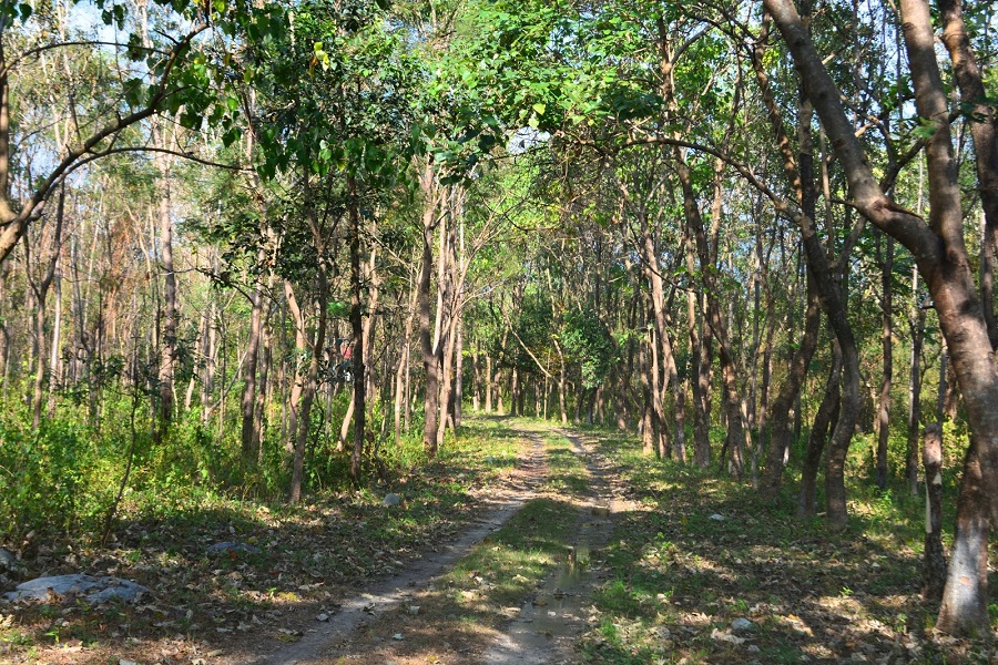 These Ex-Militants Grew a Lush Forest in Assam