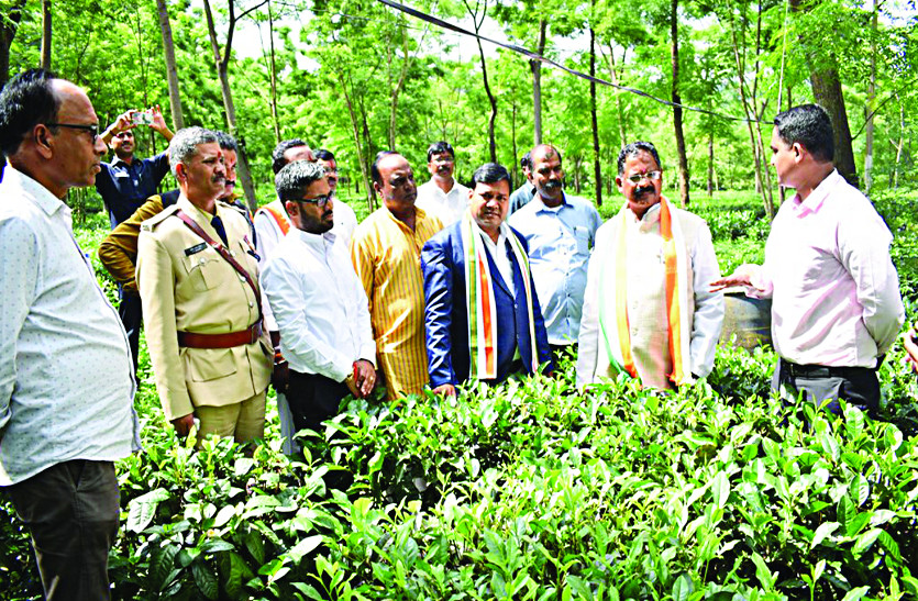 Tea cultivation to be done in Mainpat area of Surguja