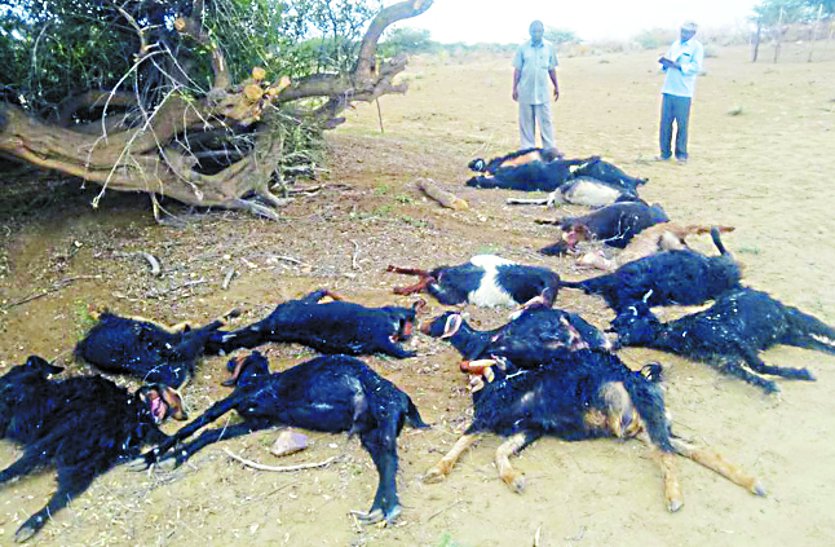 16 goats killed due to sky lightning
