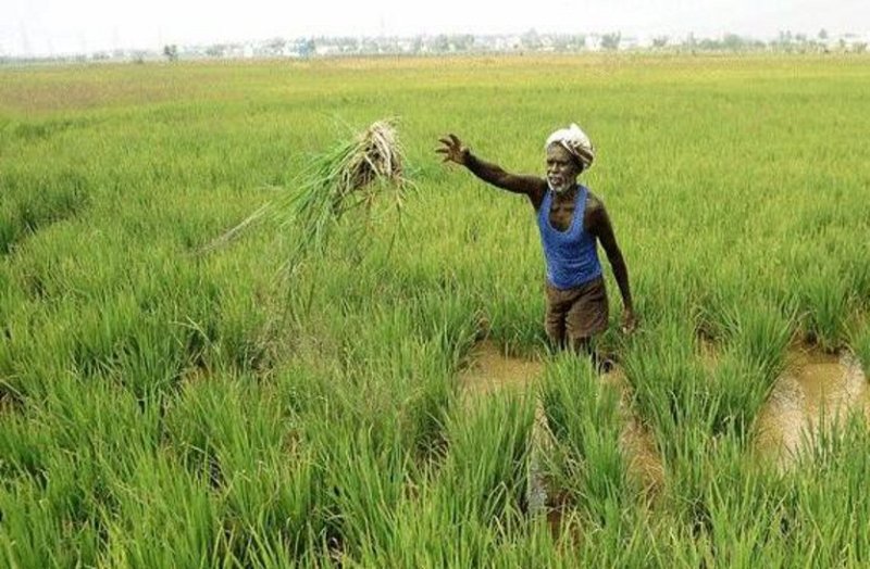 agro crops in ajmer