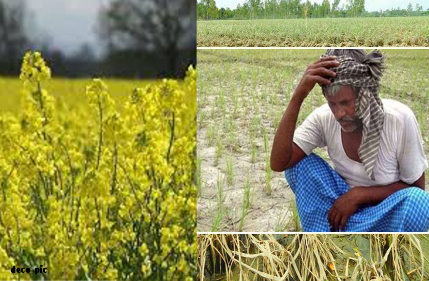 Rajasthan farmers 