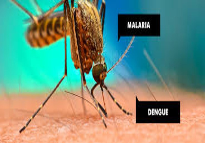 World mosquito day special