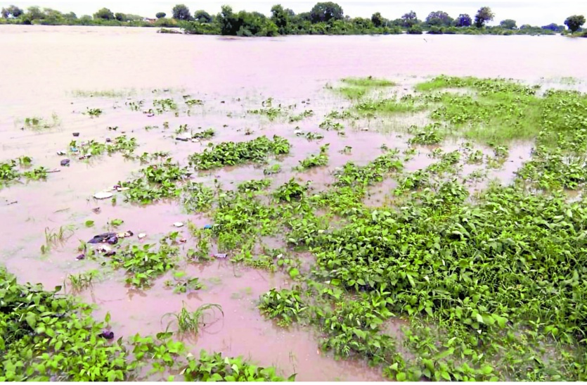बड़ी खबर: भारी बारिश से कोटा संभाग में 1000 करोड़ की फसलें तबाह, किसानों की आंखों से बहे आंसू