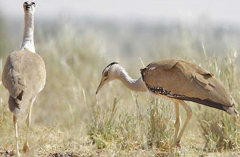 Godavan Conservation: Landscape Management Plan sent to Center