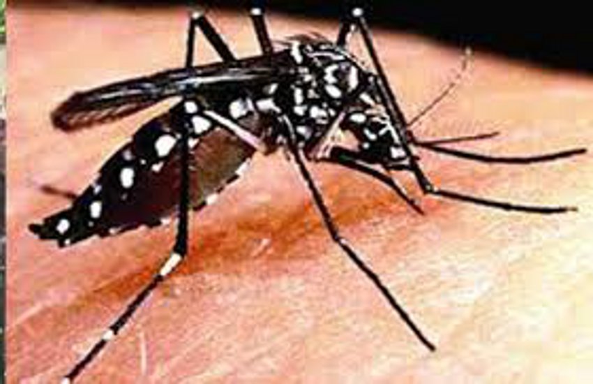 600 patients of mosquito-borne diseases  