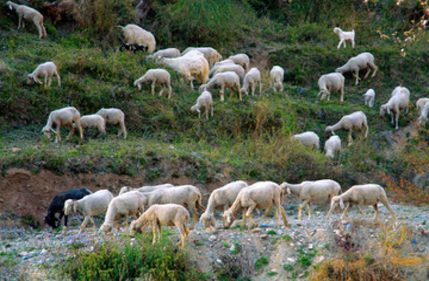 अजीब सौदा, पत्नी के बदले ले लीं 71 भेड़ें